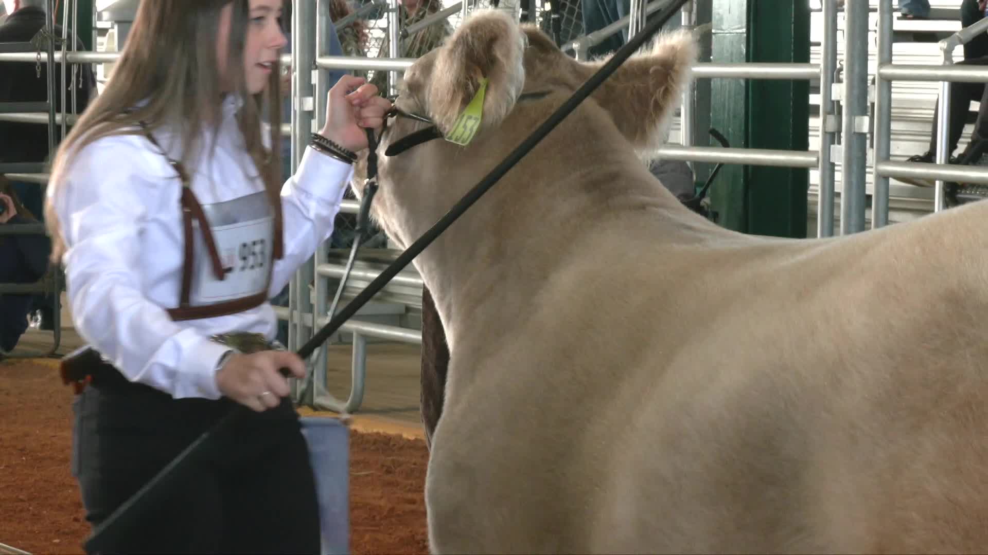 Thumbnail image for MC Fair Youth Livestock Show