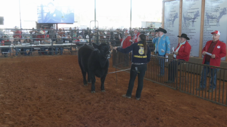 Thumbnail image for Manatee County Fair Youth Steer Auction