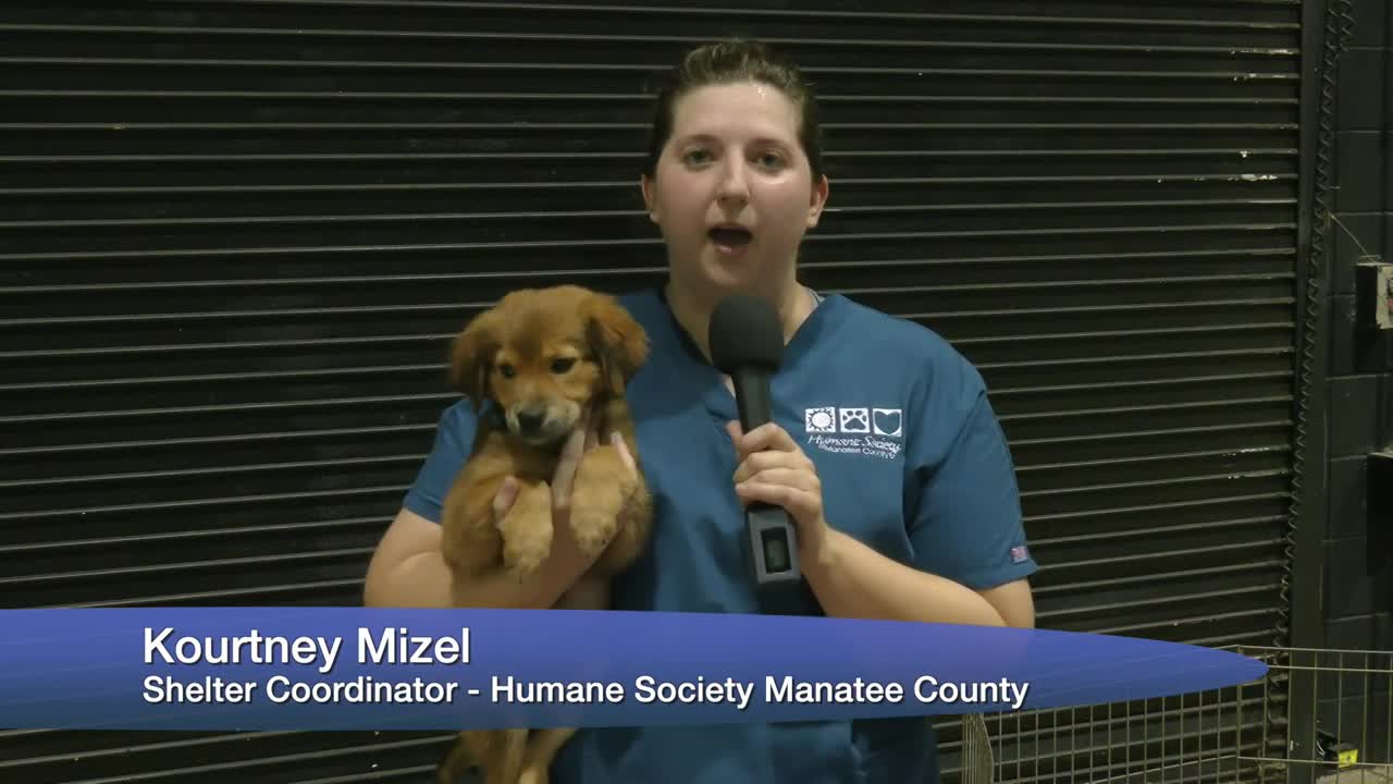 Thumbnail image for Manatee County Pet Expo Adopt-a-Palooza 2022