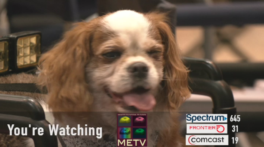 Thumbnail image for METV ID ADOPT-A-PALOOZA